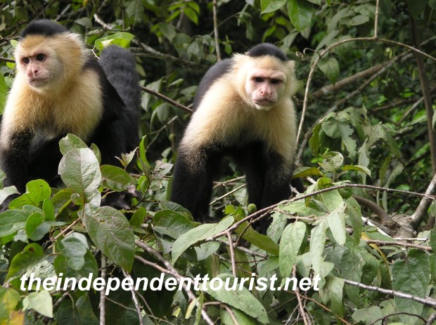 Monkey Island, Gatun Lake, Panama.