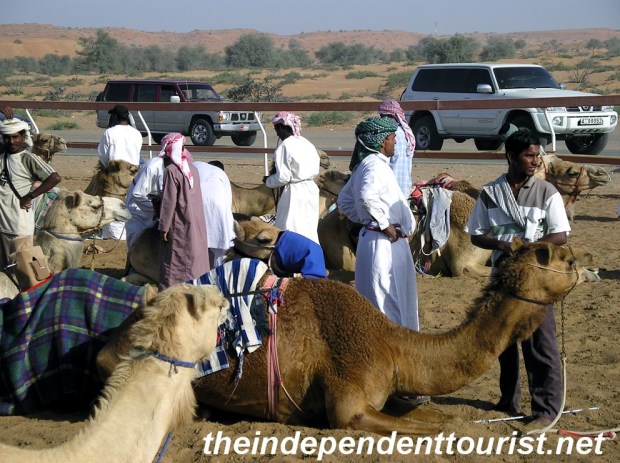 Camels in the paddock awaiting their race.