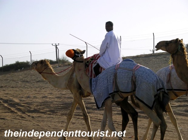 Leading the camels back to the stables after the race.
