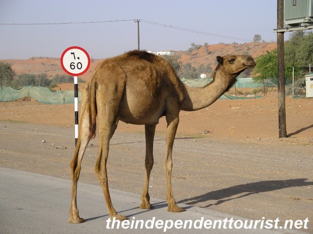 A camel on the road, he's not too worried about the speed limit.