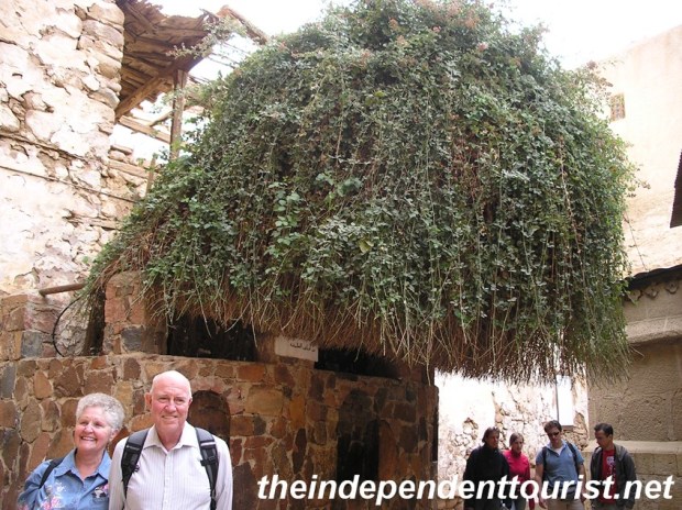 This evergreen is believed to be a descendant of the burning bush. Transplanted here in the 10th century from the nearby chapel of the same name.