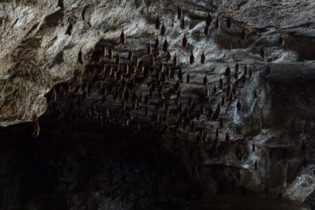 A few of the bats visible just inside the entrance to the dark passage.