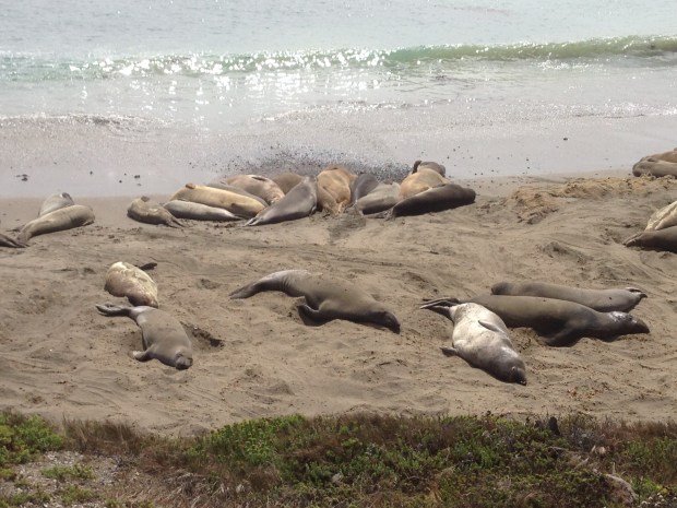Elephant seals on the beach just north of Hearst Castle.