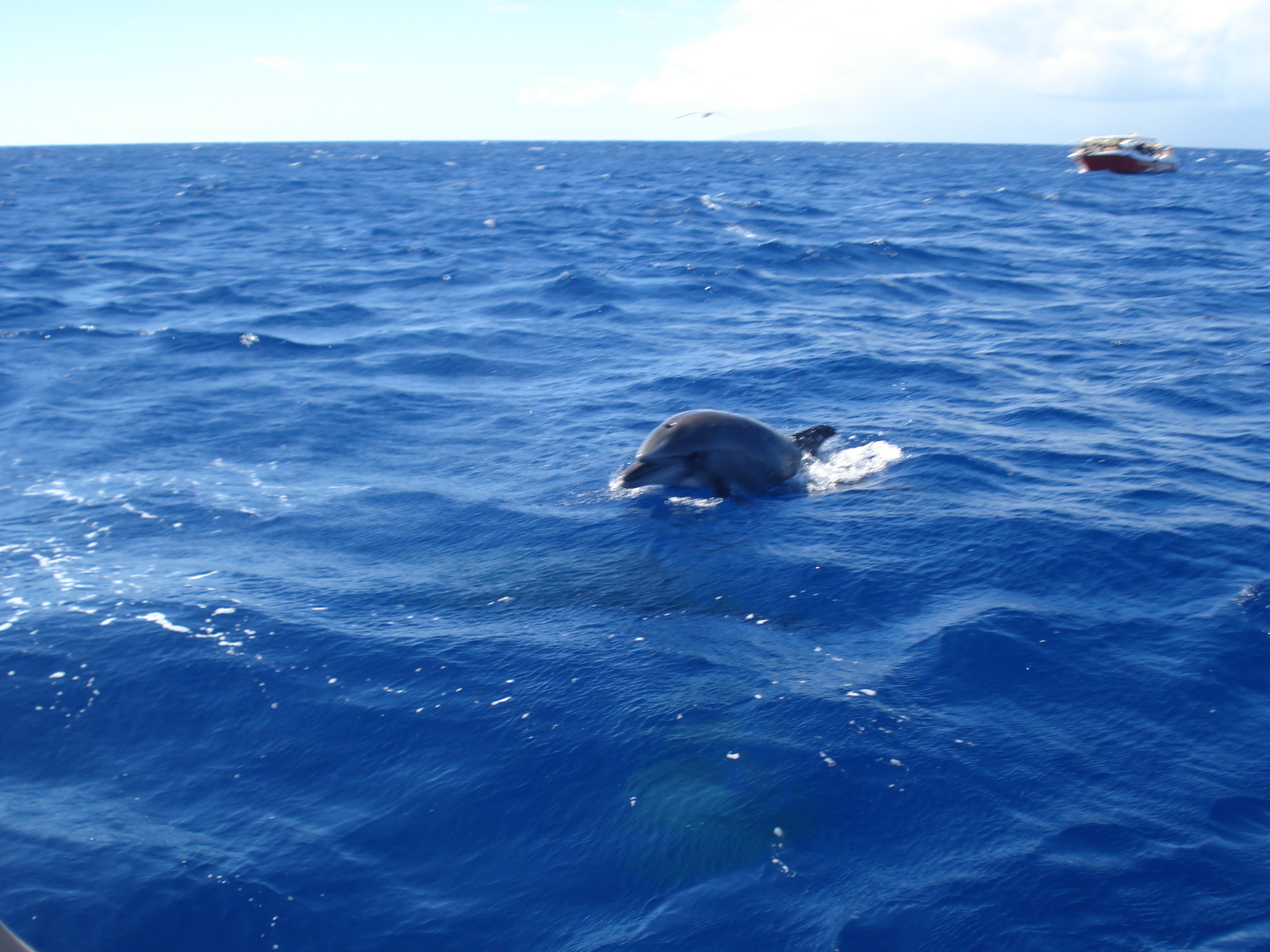 Los Gigantes Dolphin (2)