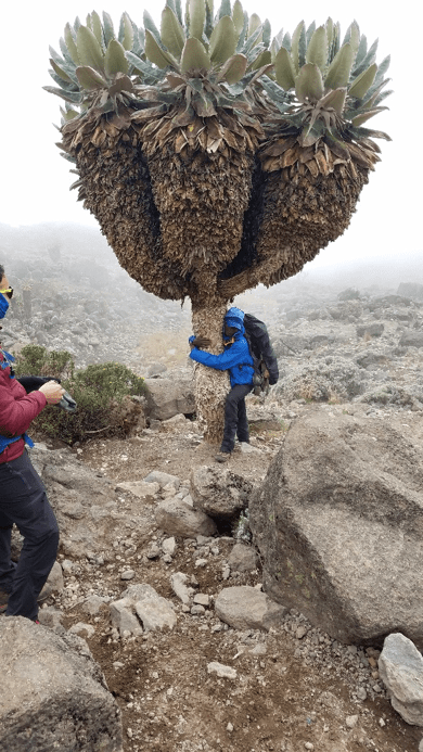 Climbing Mt. Kilimanjaro.
