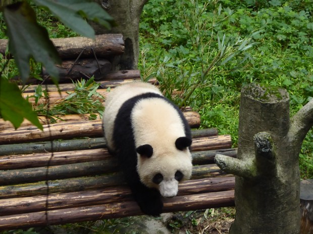 Panda bear, Chongqing, China