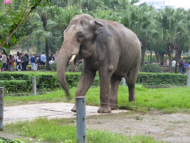 Chongqing Zoo, China
