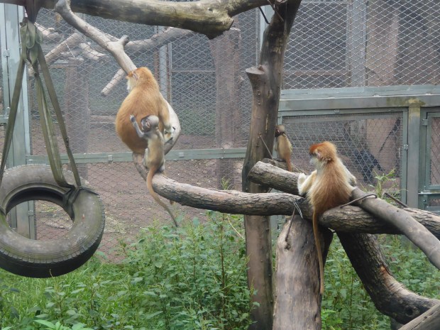 Chongqing Zoo, China