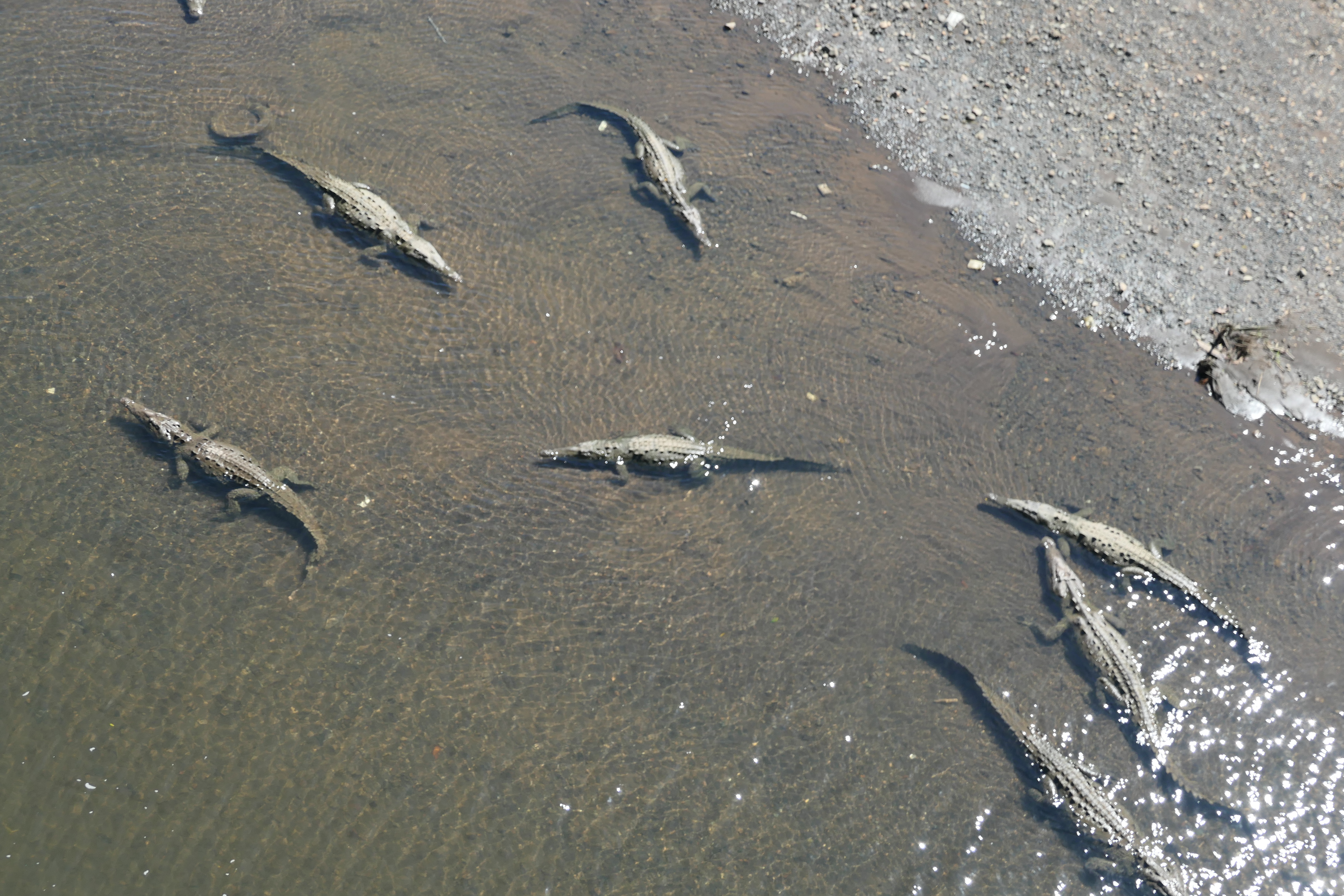 Costa Rica Tarcoles Bridge Crocodiles4